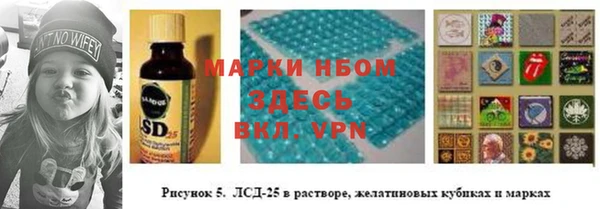 хмурый Аркадак